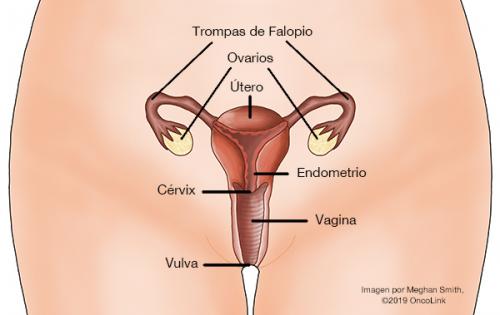 Cancer De La Trompa De Falopio Los Fundamentos Oncolink