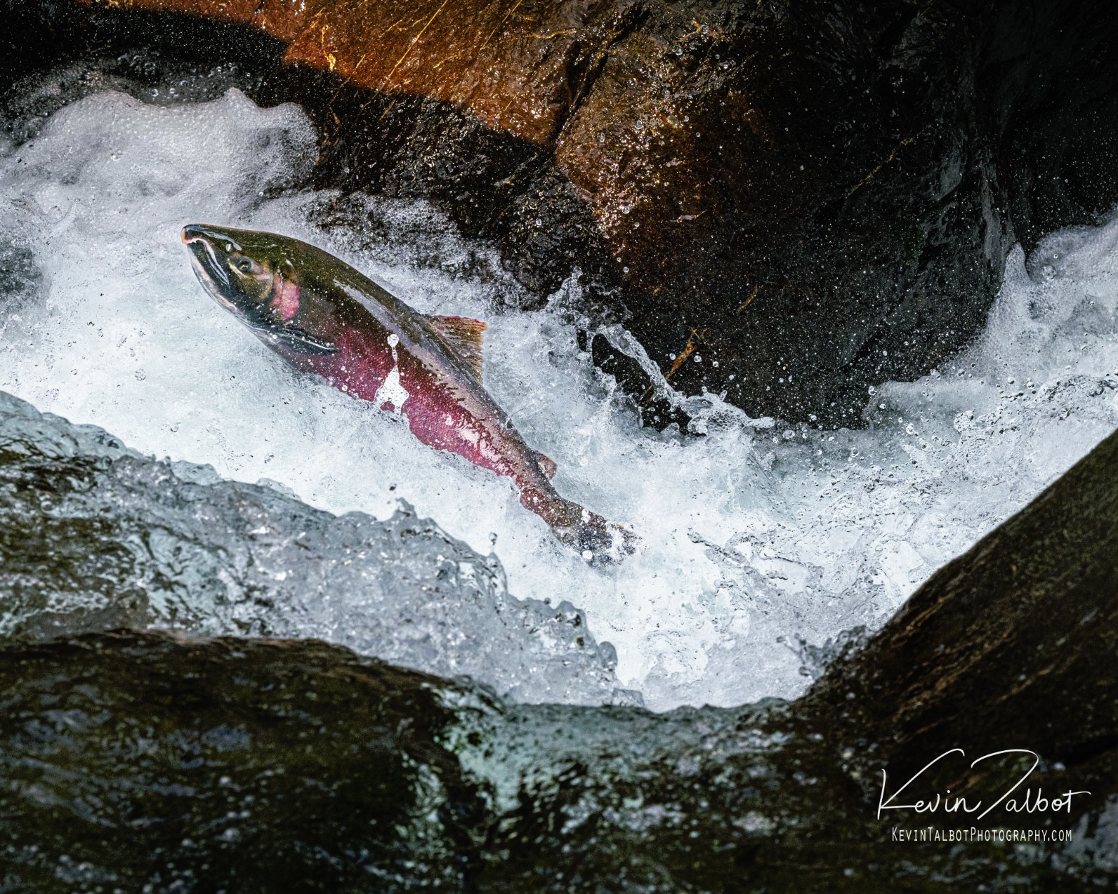 Photograph of a Coho salmon jumping up river in a waterfall, Olympic National Park, Washington.