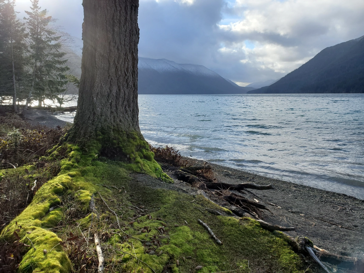 A tree and moss at the water's edge of a lake.
