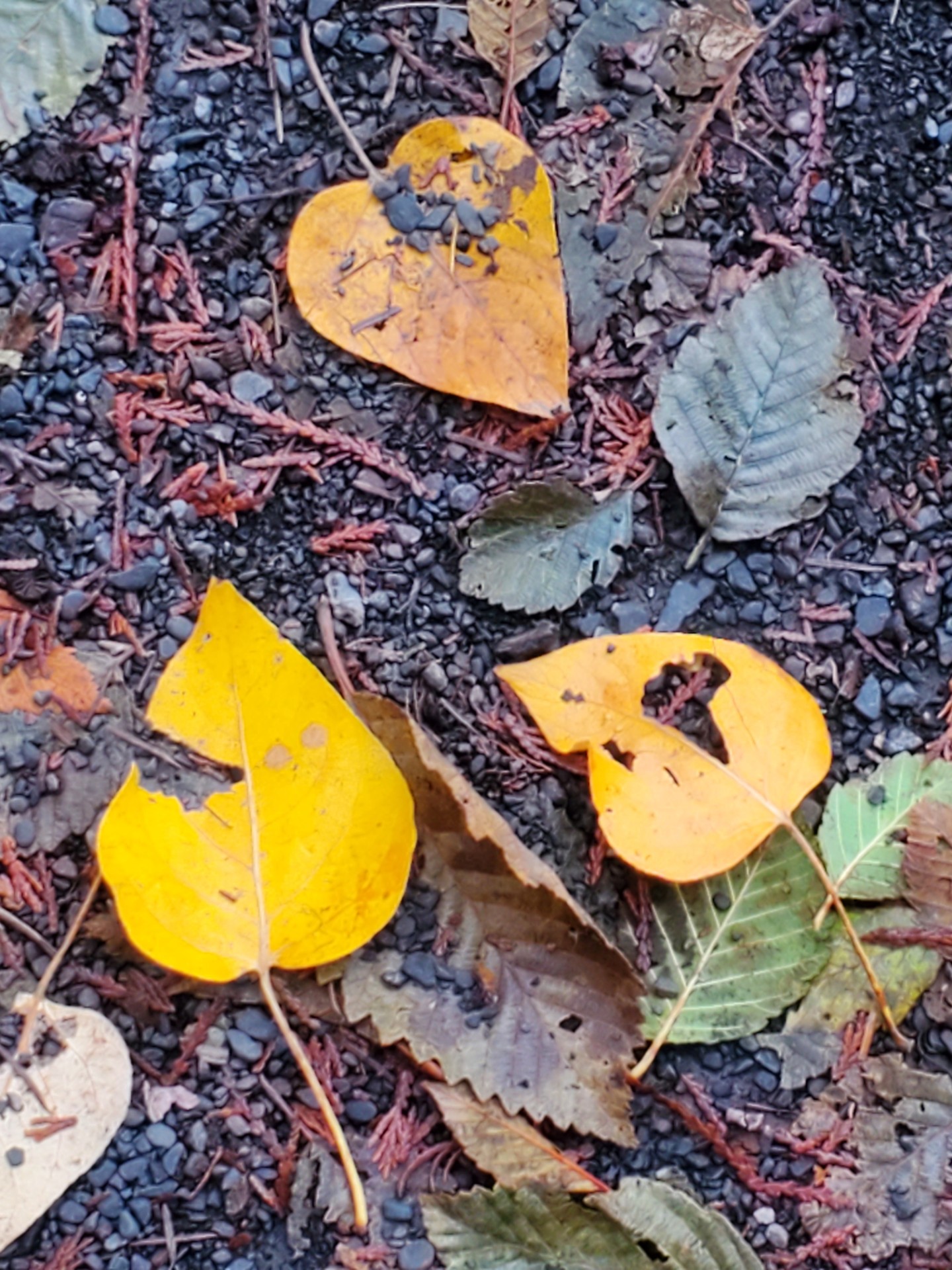 Fall leaves on the ground.