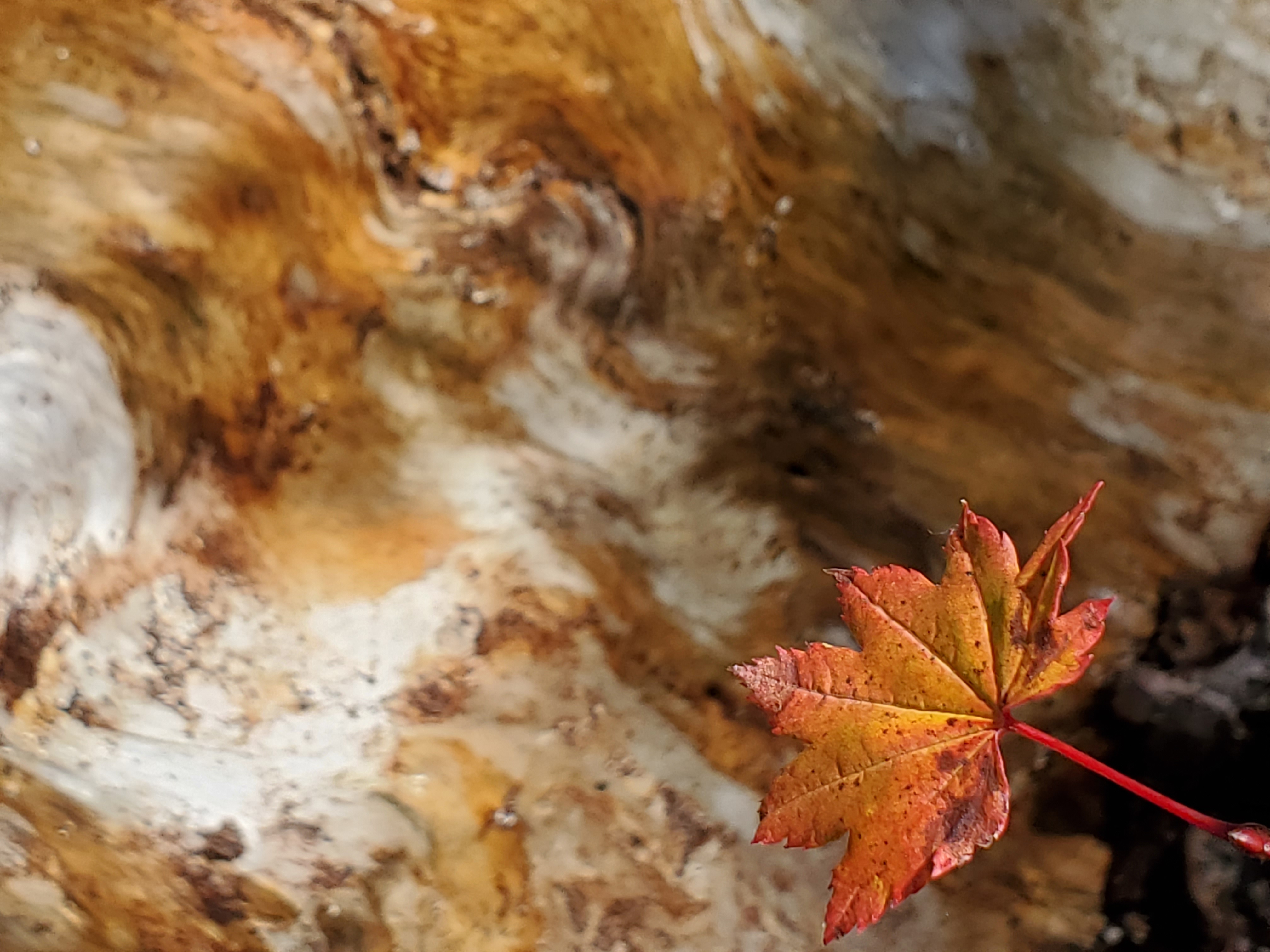 Fall leaf on rock.