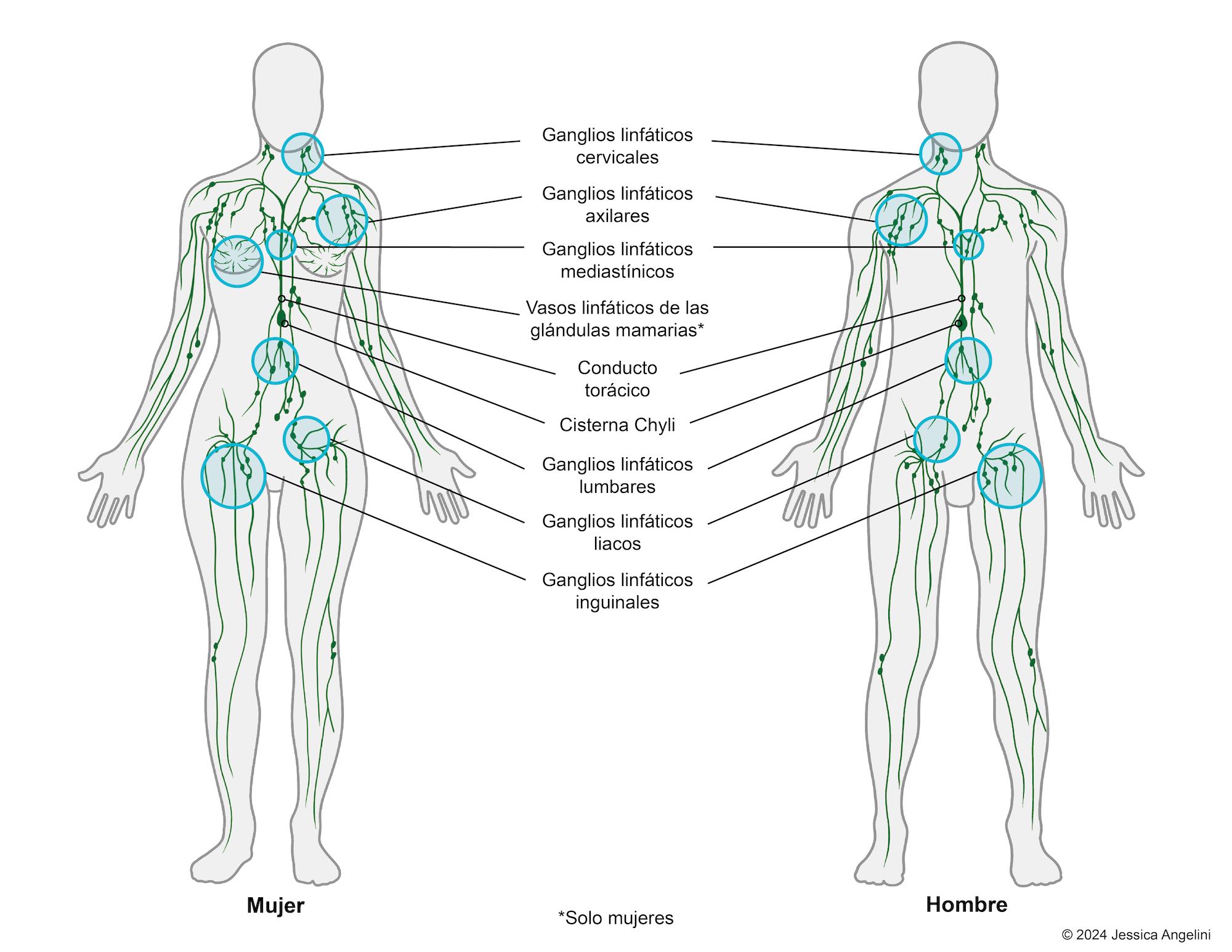 Diagrama de un cuerpo masculino y uno femenino que muestra los 9 grupos de ganglios linfáticos en el cuerpo y los vasos que los conectan.