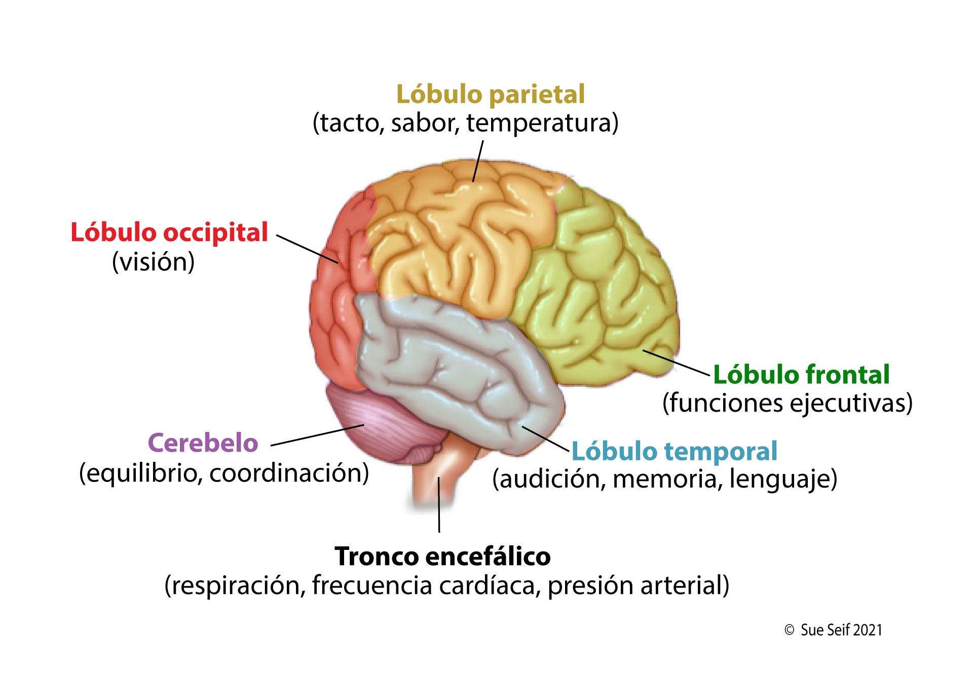 L bulos Del Cerebro Y Sus Funciones OncoLink L bulos Del Cerebro Y Sus Funciones OncoLink