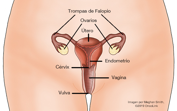 Información sobre su cirugía de vulva